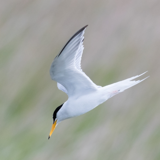 Little Tern | BTO